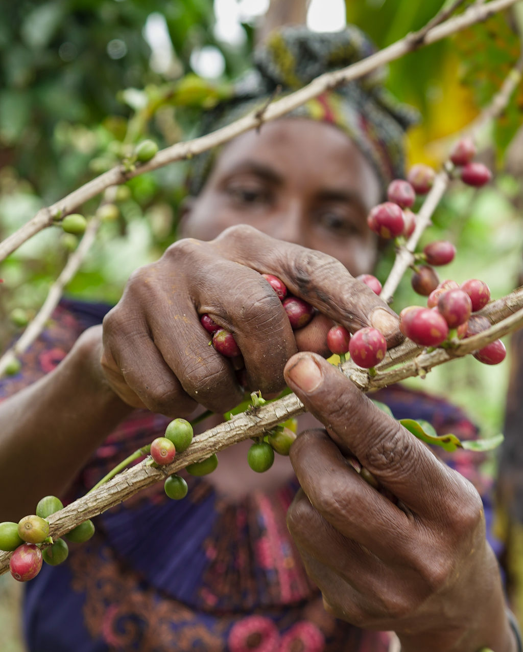 Coffee cherry harvest at Bender Exports Rwanda washing station