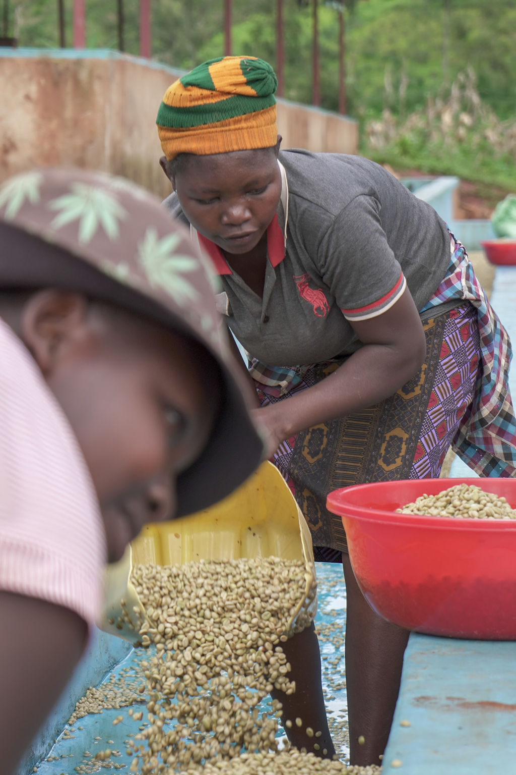 Coffee wet processing and quality control Rwanda