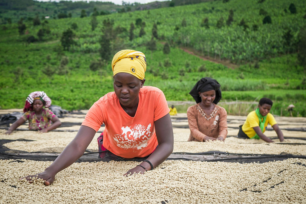 Coffee sun drying on raised beds at Bender Exports