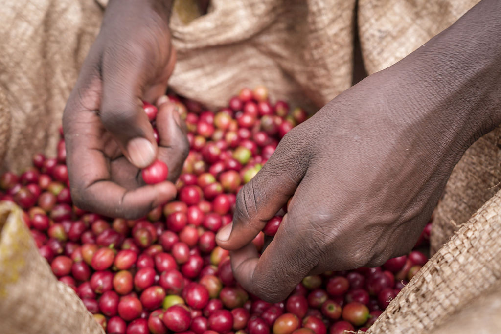 Nyungwe Coffee Washing Station beside Nyungwe National Forest, Rusizi District